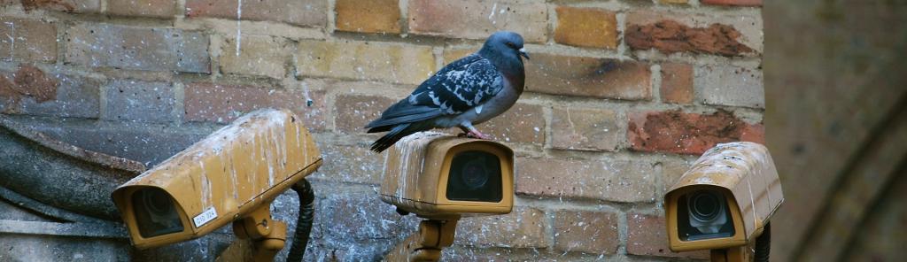 Control de aves urbanas